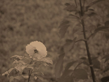 Close-up of flowering plant