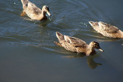 Duck swimming in a lake