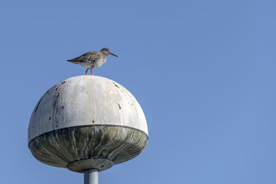 Low angle view of seagull perching on wooden post against clear sky