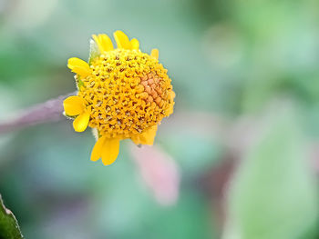 Close-up of yellow flower