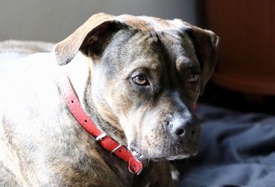 Close-up of dog looking away