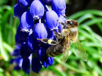 Close-up of bee pollinating on flower