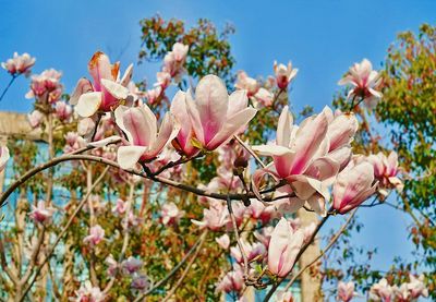 Close-up of pink magnolia blossoms in spring