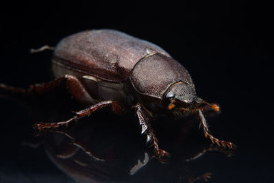 Close-up of cockchafer on glass table against black background