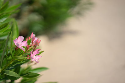 Close-up of pink flowering plant