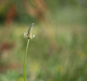 Close-up of butterfly on plant