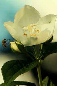 Close-up of insect on plant