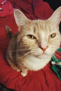 Portrait of cat relaxing on sofa