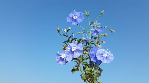 Low angle view of purple flowering plant against clear blue sky