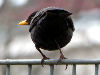 Close-up of bird perching on railing