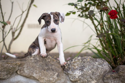 Portrait of dog sitting on rock