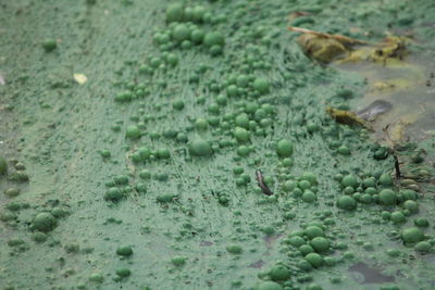 Full frame shot of turtle in water