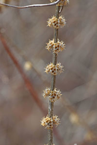 Close-up of wilted plant