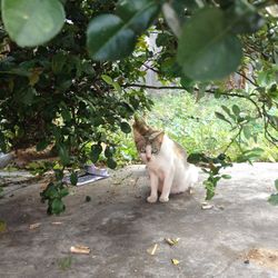 Cat sitting on plant