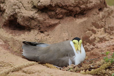 Close-up of bird perching on rock