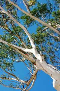 Low angle view of bird perching on tree