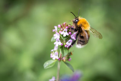 Close-up of bee on flower