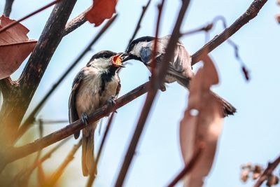 Low angle view of birds perching on branch