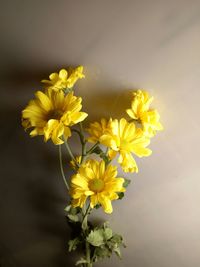 Close-up of yellow flowers blooming outdoors