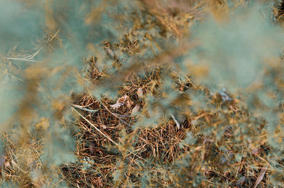 High angle view of dried plant on field