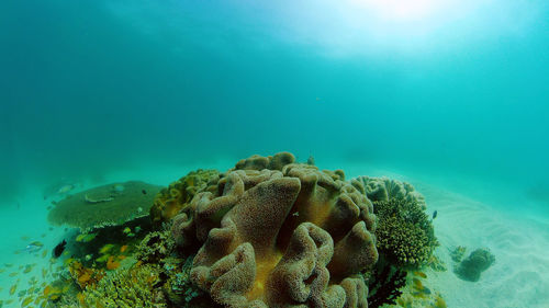 Fish swimming in sea