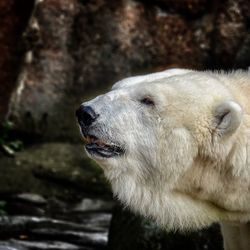 Close-up of an animal in zoo