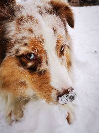 Close-up of a dog on snow