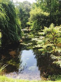 Scenic view of lake in forest