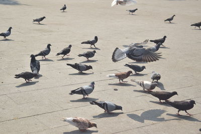 High angle view of pigeons flying