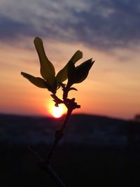 Close-up of plant against sky during sunset