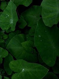 High angle view of raindrops on leaves