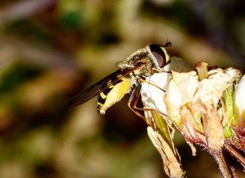 Close-up of insect