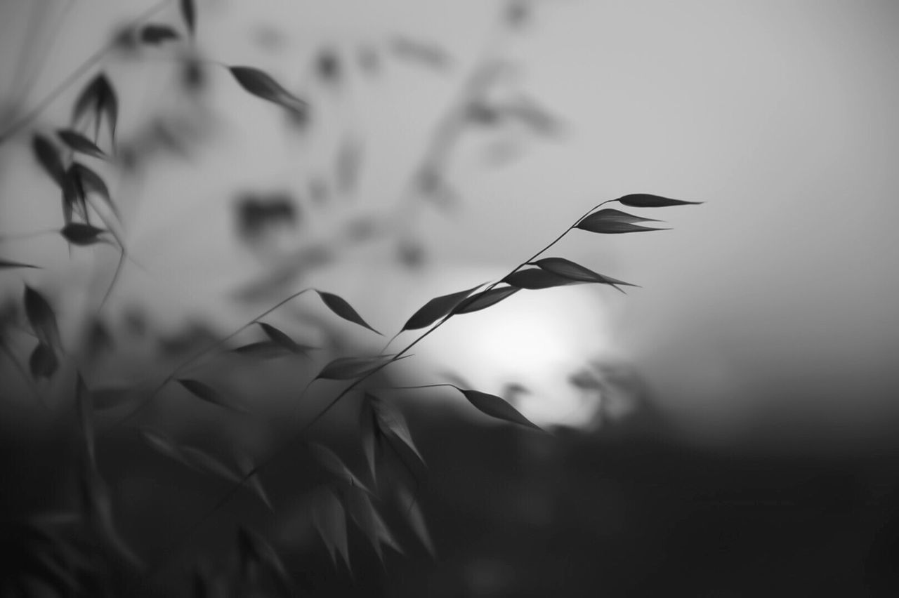 focus on foreground, close-up, selective focus, plant, nature, stem, growth, no people, indoors, day, leaf, dry, fragility, twig, flower, silhouette, beauty in nature, bird, hanging