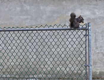 View of monkey on chainlink fence