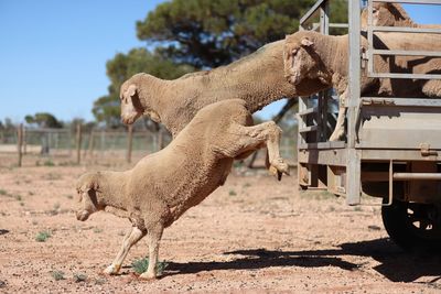 High angle view of horse on field
