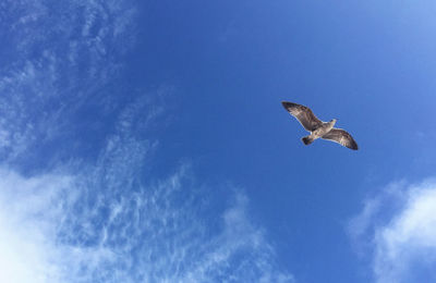 Low angle view of seagull flying in sky