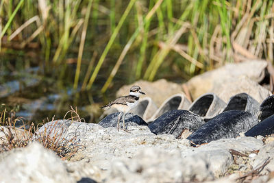 Baby killdeer charadrius vociferus chick along the edge of a pond in naples, florida