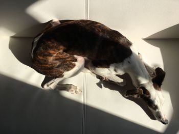 Close-up of dog standing at home