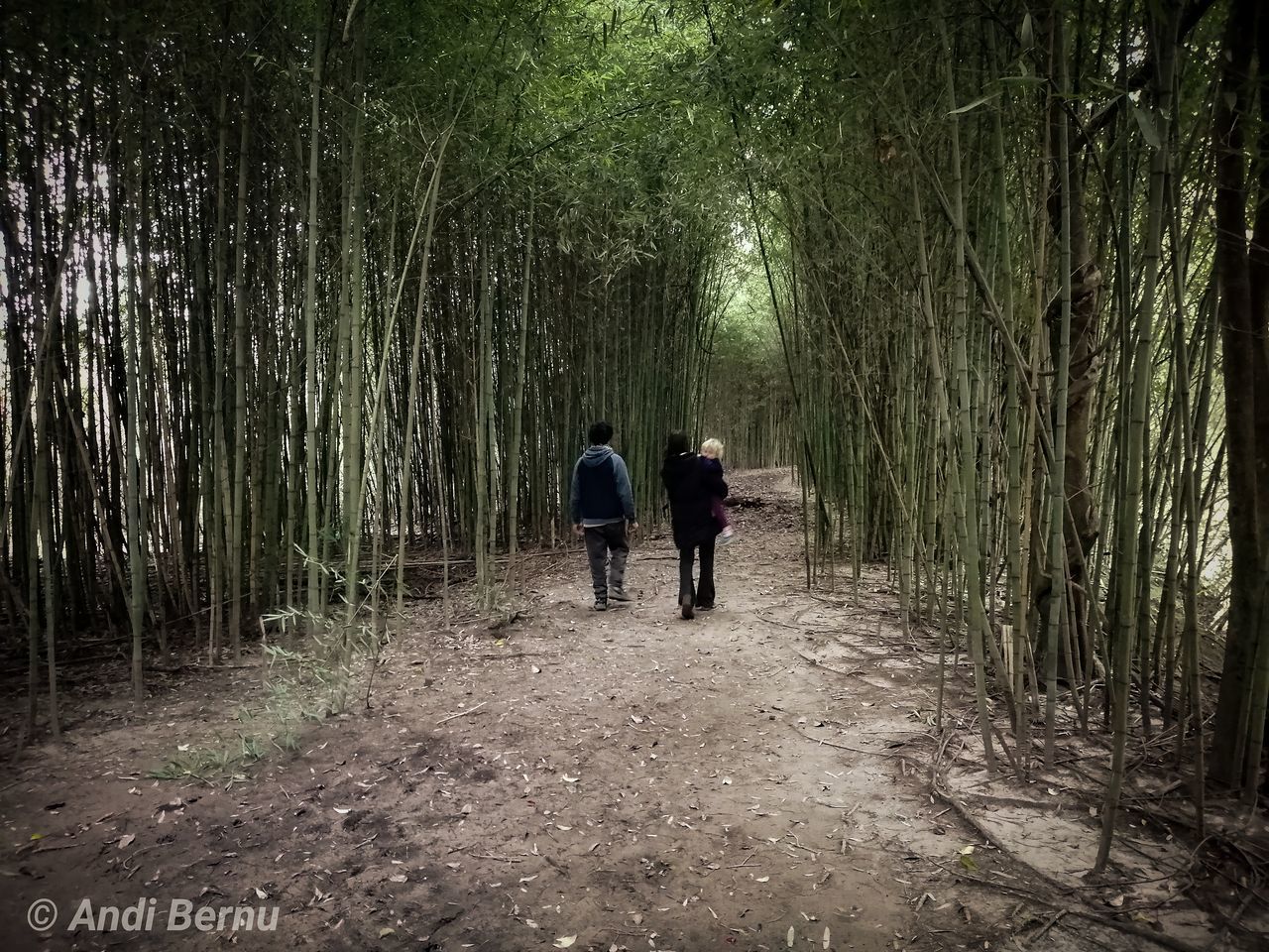 forest, tree, rear view, plant, walking, land, nature, direction, togetherness, growth, men, people, women, leisure activity, positive emotion, woodland, adult, the way forward, group of people, couple - relationship, outdoors, bamboo - plant