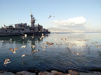 View of birds in water