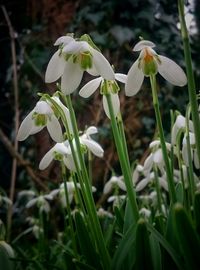 Close-up of flowers blooming outdoors