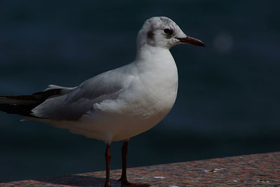 Close-up of seagull on retaining wall