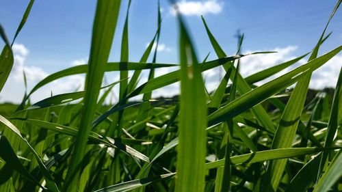 Close-up of fresh green grass in field against sky