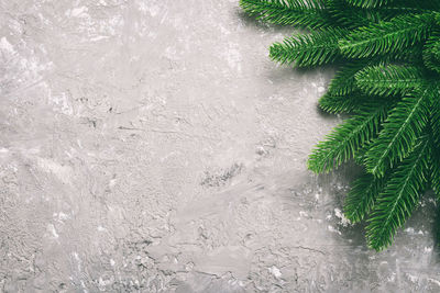 High angle view of plants on snow