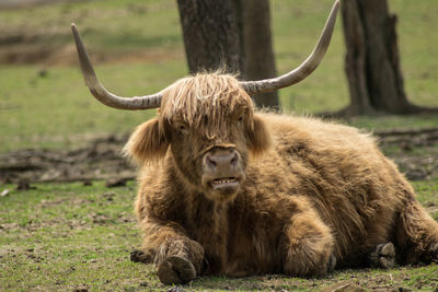 Lion relaxing in a field