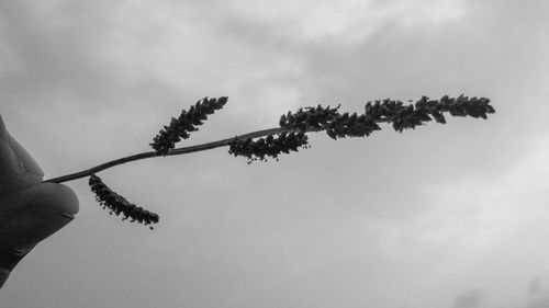 Low angle view of flowering plant against sky