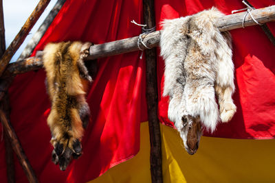 Close-up of animal hanging on rope