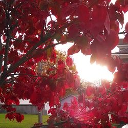 Low angle view of trees