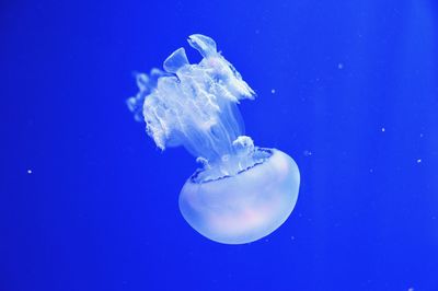 Close-up of jellyfish swimming in sea