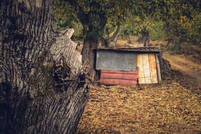 Close-up of abandoned tree trunk during autumn